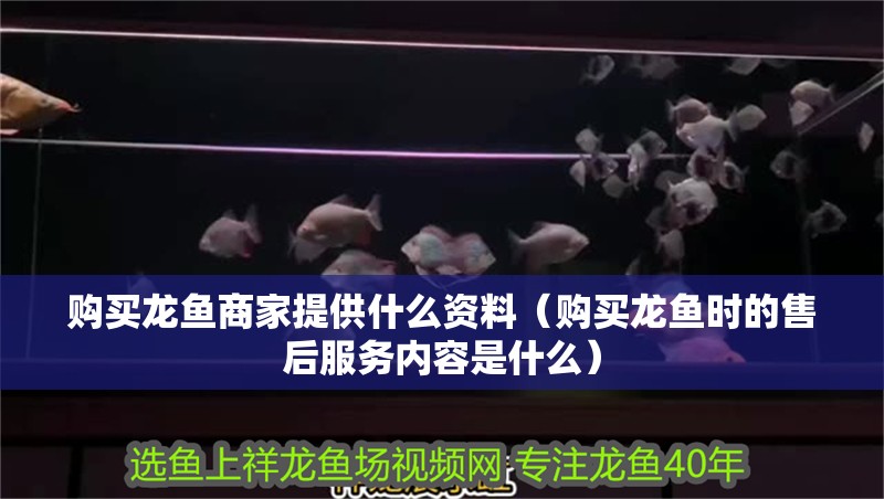 購買龍魚商家提供什么資料（購買龍魚時的售后服務內容是什么）