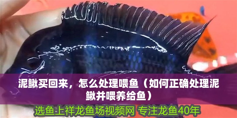 泥鰍買回來，怎么處理喂魚（如何正確處理泥鰍并喂養(yǎng)給魚）
