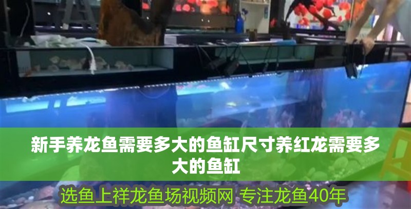 新手養龍魚需要多大的魚缸尺寸養紅龍需要多大的魚缸