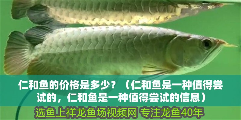 仁和魚的價格是多少？（仁和魚是一種值得嘗試的，仁和魚是一種值得嘗試的信息）