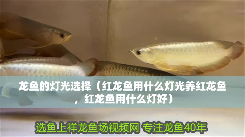 龍魚的燈光選擇（紅龍魚用什么燈光養紅龍魚，紅龍魚用什么燈好）