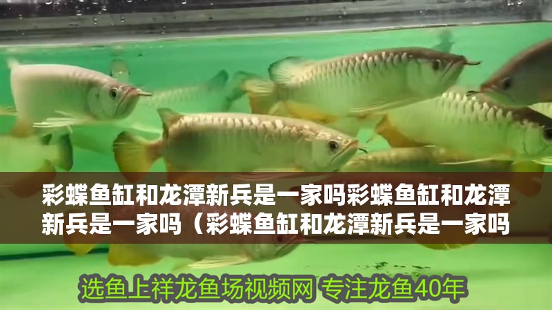 彩蝶魚缸和龍潭新兵是一家嗎彩蝶魚缸和龍潭新兵是一家嗎（彩蝶魚缸和龍潭新兵是一家嗎）