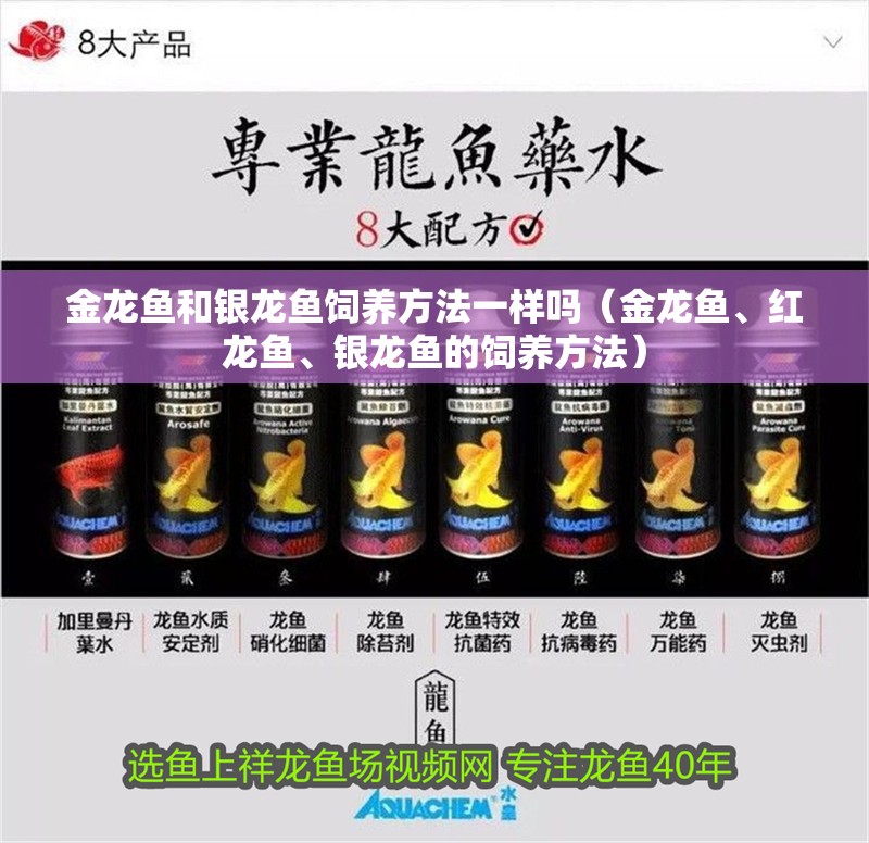金龍魚和銀龍魚飼養(yǎng)方法一樣嗎（金龍魚、紅龍魚、銀龍魚的飼養(yǎng)方法）