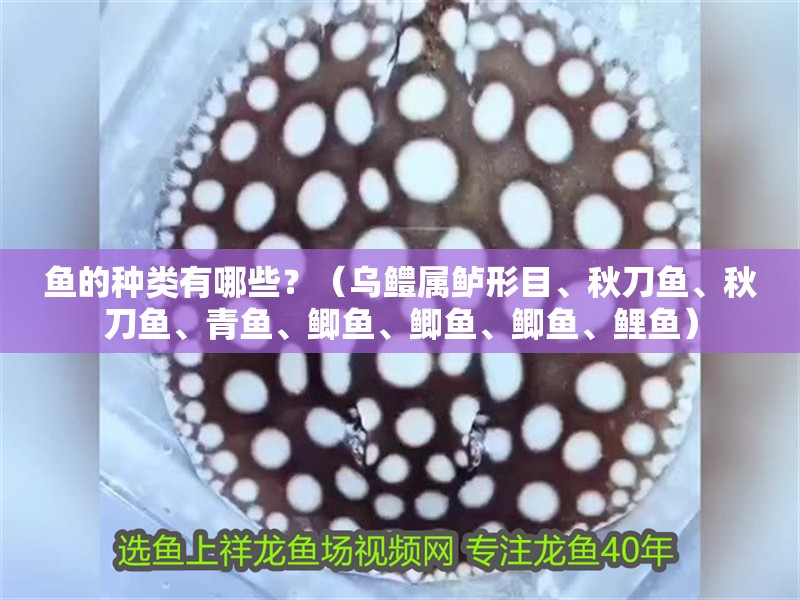 魚的種類有哪些？（烏鱧屬鱸形目、秋刀魚、秋刀魚、青魚、鯽魚、鯽魚、鯽魚、鯉魚）