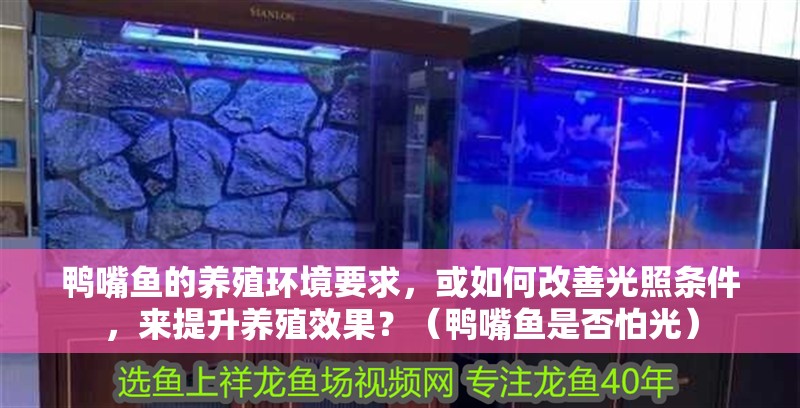 鴨嘴魚的養殖環境要求，或如何改善光照條件，來提升養殖效果？（鴨嘴魚是否怕光）