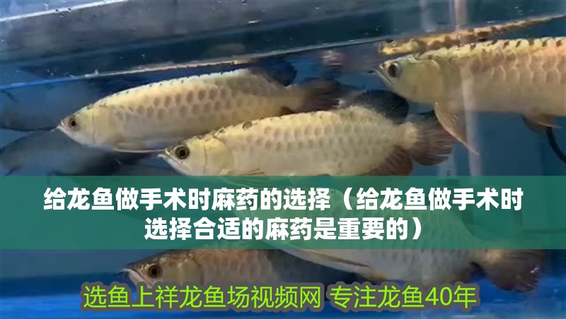 給龍魚做手術時麻藥的選擇（給龍魚做手術時選擇合適的麻藥是重要的）