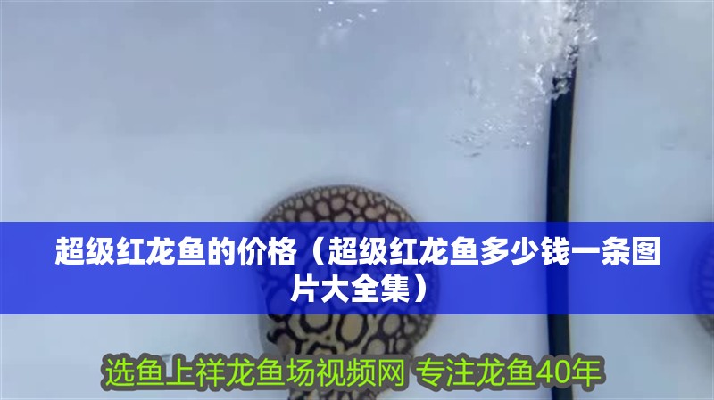 超級紅龍魚的價格（超級紅龍魚多少錢一條圖片大全集）