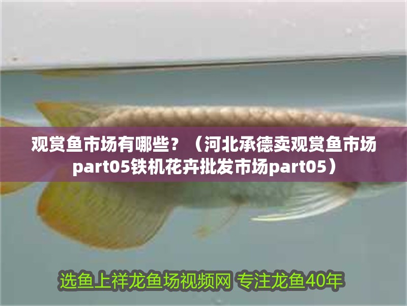 觀賞魚市場有哪些？（河北承德賣觀賞魚市場part05鐵機花卉批發市場part05）