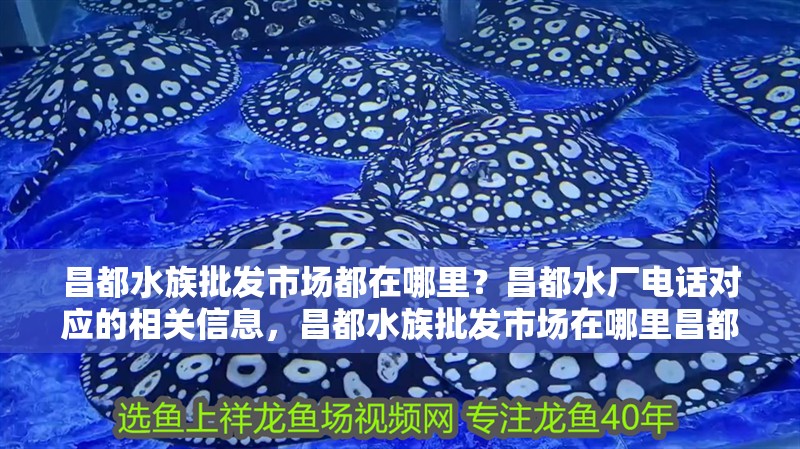 昌都水族批發市場都在哪里？昌都水廠電話對應的相關信息，昌都水族批發市場在哪里昌都水族批發市場在哪里