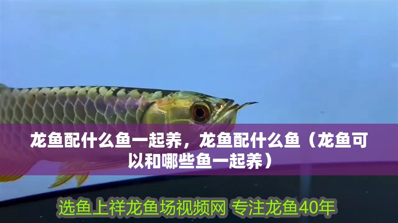 龍魚配什么魚一起養，龍魚配什么魚（龍魚可以和哪些魚一起養）