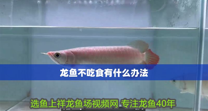 龍魚不吃食有什么辦法