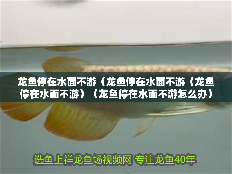 龍魚停在水面不游（龍魚停在水面不游（龍魚停在水面不游）（龍魚停在水面不游怎么辦）
