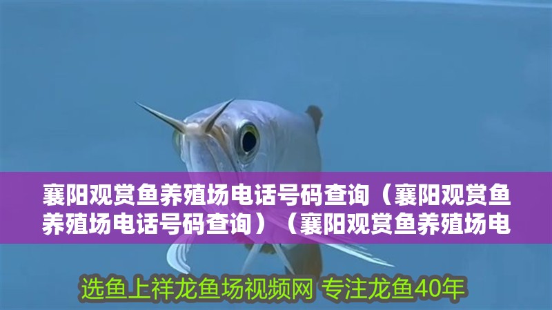 襄陽觀賞魚養(yǎng)殖場電話號碼查詢（襄陽觀賞魚養(yǎng)殖場電話號碼查詢）（襄陽觀賞魚養(yǎng)殖場電話號碼查詢）