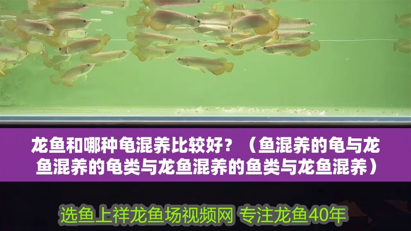 龍魚和哪種龜混養(yǎng)比較好？（魚混養(yǎng)的龜與龍魚混養(yǎng)的龜類與龍魚混養(yǎng)的魚類與龍魚混養(yǎng)）