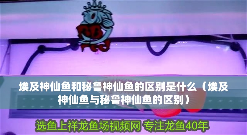 埃及神仙魚和秘魯神仙魚的區別是什么（埃及神仙魚與秘魯神仙魚的區別）