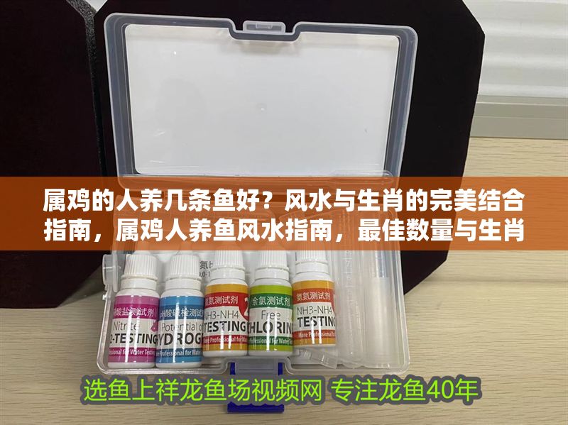 屬雞的人養幾條魚好?風水與生肖的完美結合指南,屬雞人養魚風水指南,最佳數量與生肖運勢解析 龍魚百科 第1張 屬雞的人養幾條魚好?風水與生肖的完美結合指南,屬雞人養魚風水指南,最佳數量與生肖運勢解析 屬雞的人養幾條魚好?風水與生肖的完美結合指南,屬雞人養魚風水指南,最佳數量與生肖運勢解析 龍魚百科 第1張