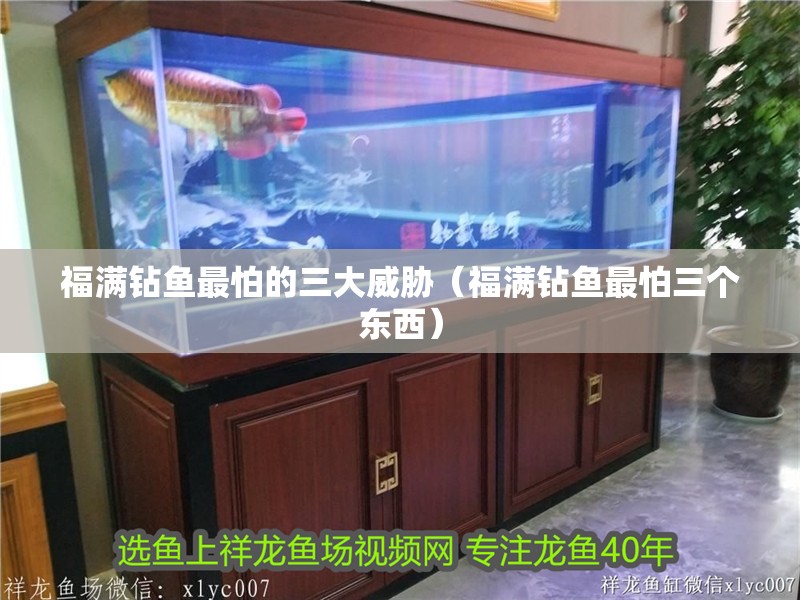 福滿鉆魚最怕的三大威脅（福滿鉆魚最怕三個東西）