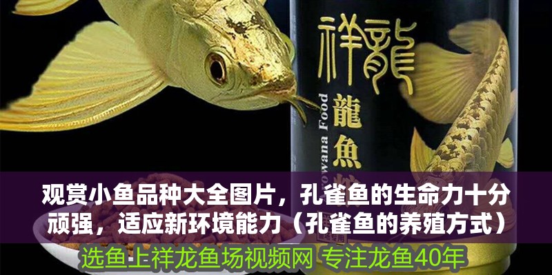 觀賞小魚品種大全圖片，孔雀魚的生命力十分頑強，適應新環境能力（孔雀魚的養殖方式）
