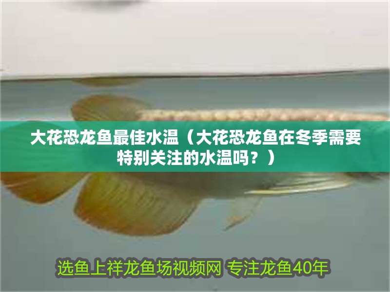 大花恐龍魚最佳水溫（大花恐龍魚在冬季需要特別關(guān)注的水溫嗎？）