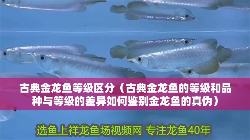 古典金龍魚等級區分（古典金龍魚的等級和品種與等級的差異如何鑒別金龍魚的真偽）