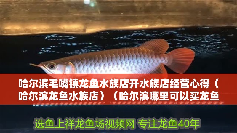 哈爾濱毛嘴鎮龍魚水族店開水族店經營心得（哈爾濱龍魚水族店）（哈爾濱哪里可以買龍魚）