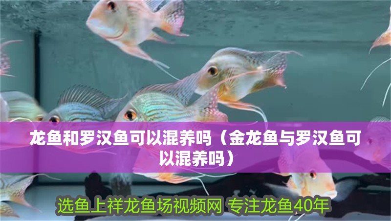 龍魚和羅漢魚可以混養(yǎng)嗎（金龍魚與羅漢魚可以混養(yǎng)嗎）