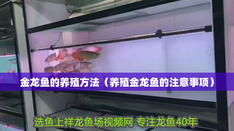 金龍魚的養殖方法（養殖金龍魚的注意事項）