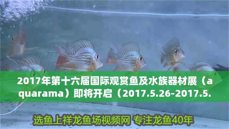 2017年第十六屆國際觀賞魚及<strong><mark>水族器材</mark></strong>展（aquarama）即將開啟（2017.5.26-2017.5.26-2017.5.26-2017.5.26）