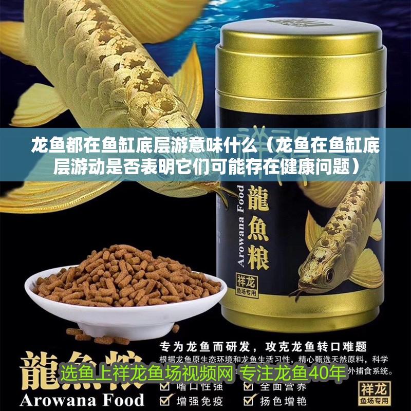 龍魚都在魚缸底層游意味什么（龍魚在魚缸底層游動是否表明它們可能存在健康問題）