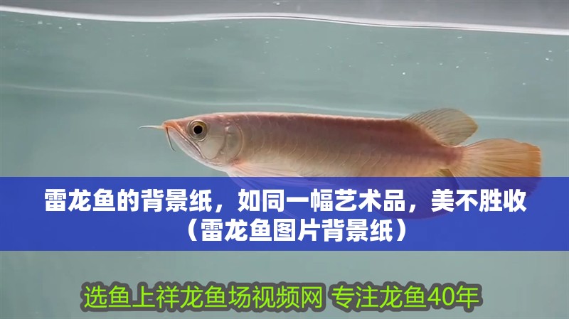 雷龍魚的背景紙，如同一幅藝術品，美不勝收（雷龍魚圖片背景紙） 雷龍魚的背景紙，如同一幅藝術品，美不勝收（雷龍魚圖片背景紙） 觀賞魚百科