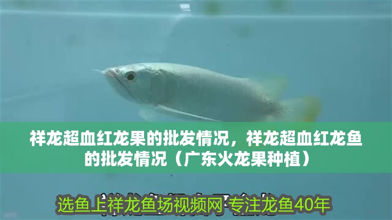 祥龍超血紅龍果的批發情況，祥龍超血紅龍魚的批發情況（廣東火龍果種植）