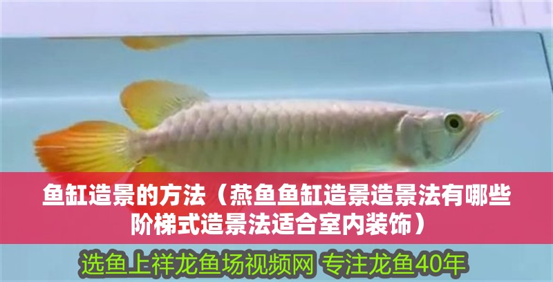 魚缸造景的方法（燕魚魚缸造景造景法有哪些階梯式造景法適合室內裝飾）