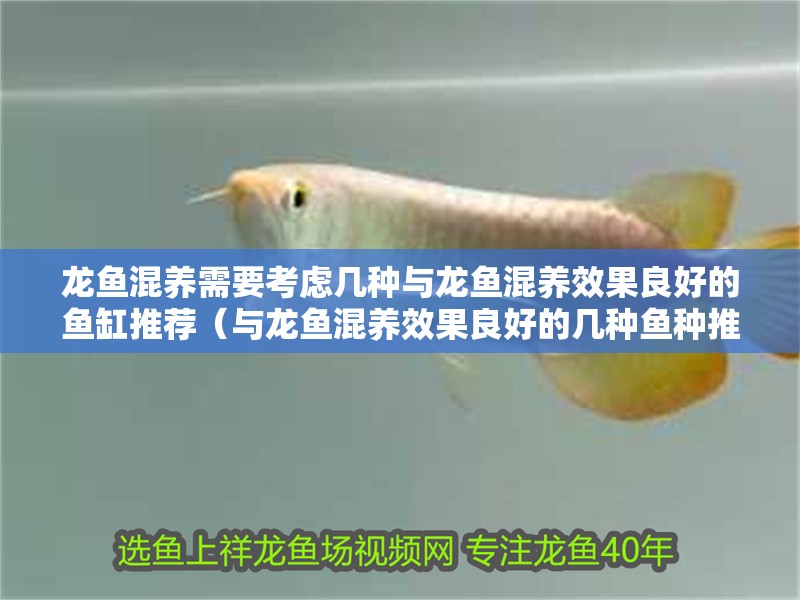 龍魚混養需要考慮幾種與龍魚混養效果良好的魚缸推薦（與龍魚混養效果良好的幾種魚種推薦）