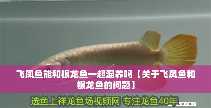 飛鳳魚能和銀龍魚一起混養嗎【關于飛鳳魚和銀龍魚的問題】