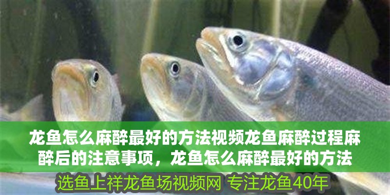 龍魚怎么麻醉最好的方法視頻龍魚麻醉過程麻醉后的注意事項，龍魚怎么麻醉最好的方法