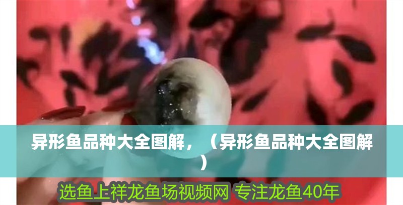 異形魚品種大全圖解，（異形魚品種大全圖解）