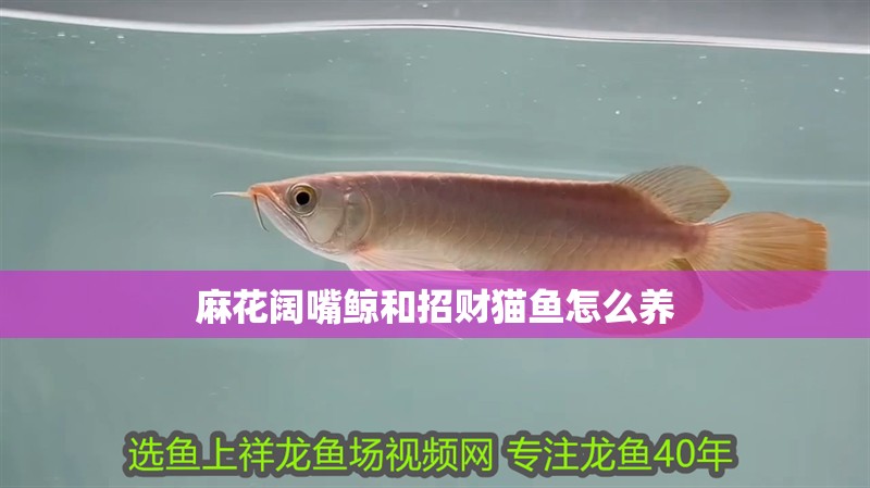 麻花闊嘴鯨和招財貓魚怎么養