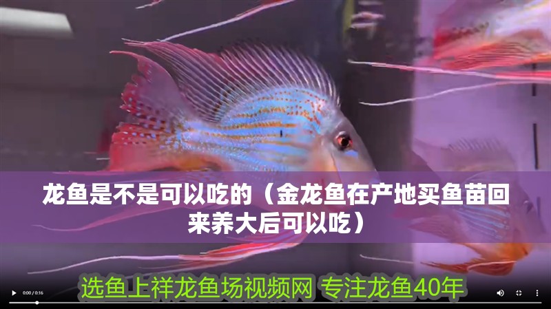 龍魚是不是可以吃的（金龍魚在產(chǎn)地買魚苗回來養(yǎng)大后可以吃）