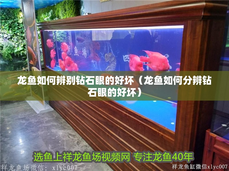 龍魚如何辨別鉆石眼的好壞（龍魚如何分辨鉆石眼的好壞）