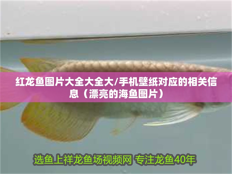 紅龍魚圖片大全大全大/手機壁紙對應的相關信息（漂亮的海魚圖片）