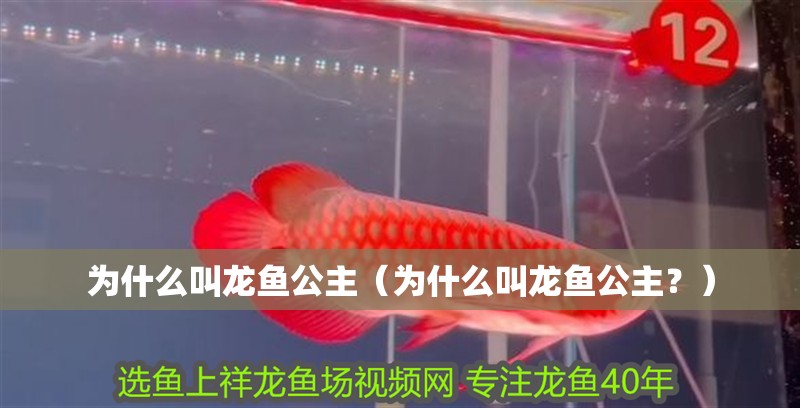 為什么叫龍魚公主（為什么叫龍魚公主？）