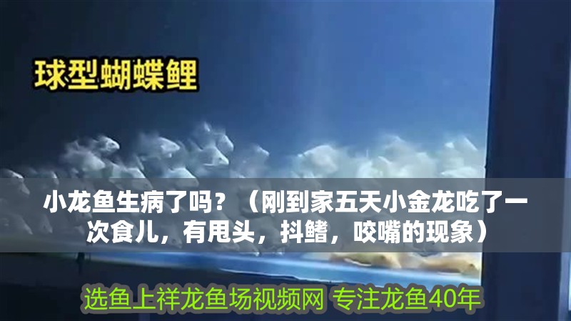 小龍魚生病了嗎？（剛到家五天小金龍吃了一次食兒，有甩頭，抖鰭，咬嘴的現(xiàn)象）