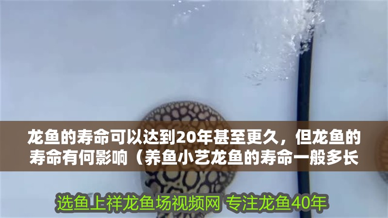 龍魚的壽命可以達到20年甚至更久，但龍魚的壽命有何影響（養魚小藝龍魚的壽命一般多長時間疾擎社聽龍魚的壽命）