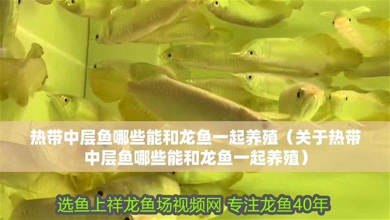 熱帶中層魚哪些能和龍魚一起養(yǎng)殖（關(guān)于熱帶中層魚哪些能和龍魚一起養(yǎng)殖）