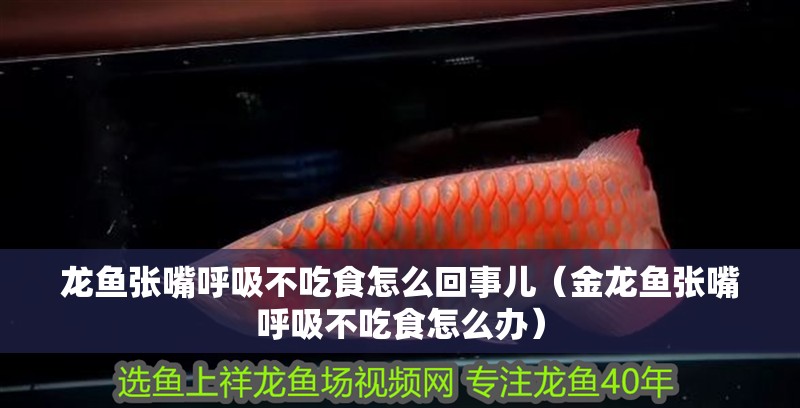 龍魚張嘴呼吸不吃食怎么回事兒（金龍魚張嘴呼吸不吃食怎么辦）