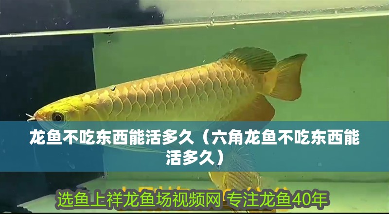 龍魚不吃東西能活多久（六角龍魚不吃東西能活多久）