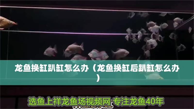 龍魚換缸趴缸怎么辦（龍魚換缸后趴缸怎么辦）