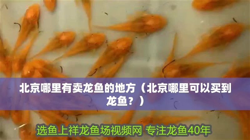 北京哪里有賣龍魚的地方（北京哪里可以買到龍魚？）
