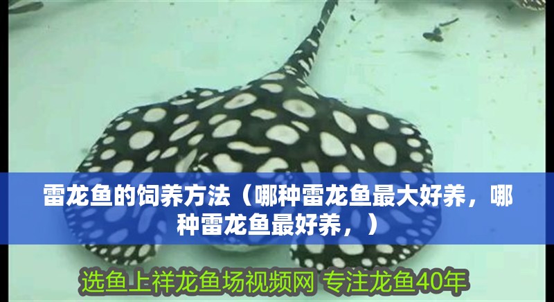 雷龍魚(yú)的飼養(yǎng)方法（哪種雷龍魚(yú)最大好養(yǎng)，哪種雷龍魚(yú)最好養(yǎng)，）