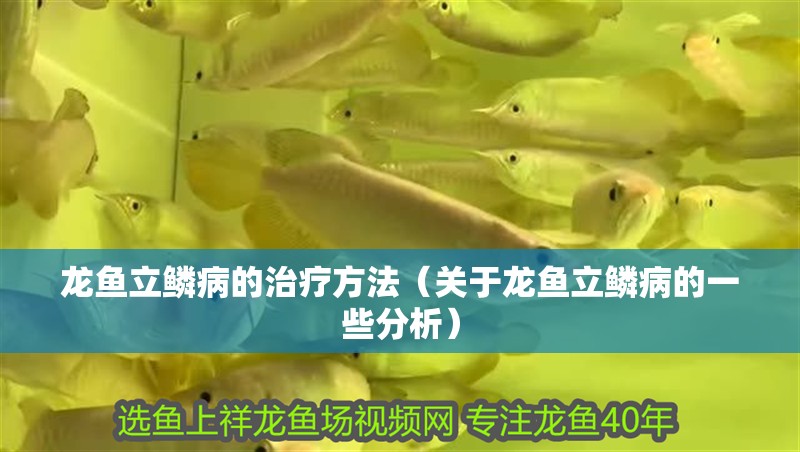 龍魚立鱗病的治療方法（關于龍魚立鱗病的一些分析）